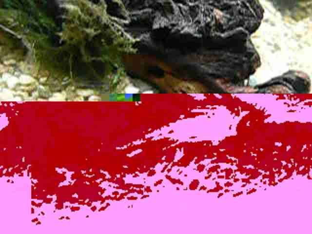 foto po odzyskaniu z uszkodzonego systemu plików w połowie sprawne