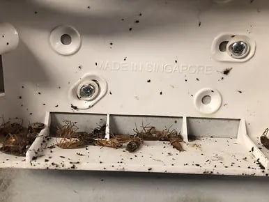cockroach control services