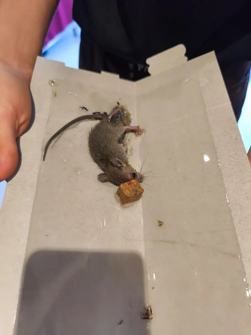 rat-control-services