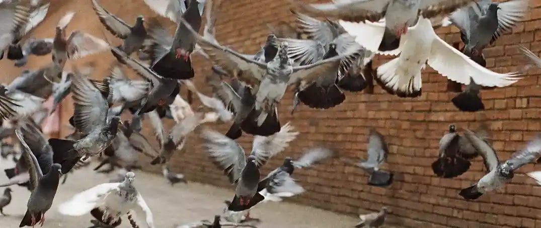 nsplsh_467664427a396a4a663349~mv2_d_2075_3130_s_2