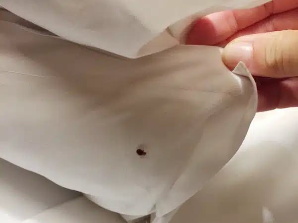 bed bugs treatment