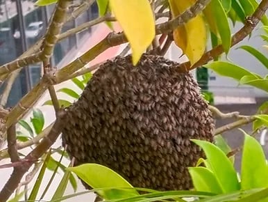 pest control for bees