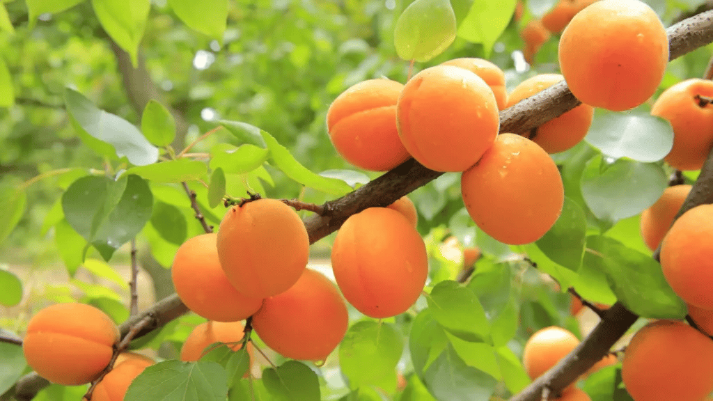 Ripe apricots, valued for their Apricot Kernel Oil