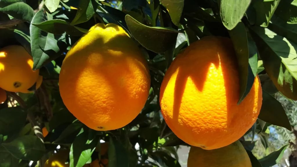 Valencene terpene is great for stress and anxiety