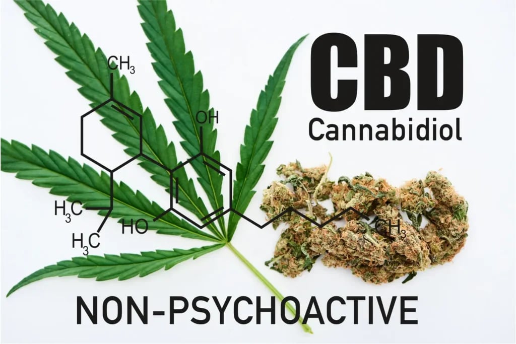 Infusing cannabis into Olive oil to make CBD oil