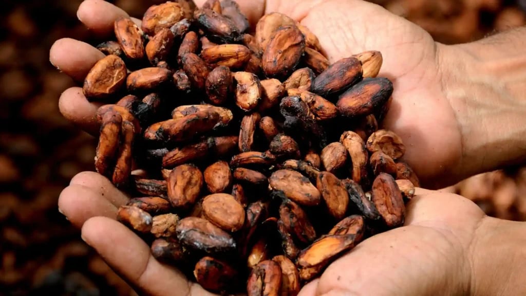 A man holding a handful of roasted cocoa beans.