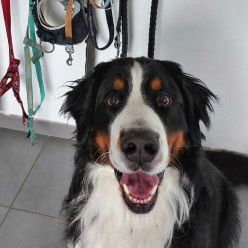 Chien heureux assis devant des laisses suspendues.
