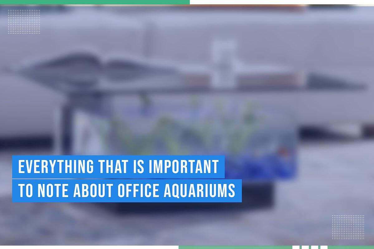 Office aquarium with aquatic plants and decorative elements, highlighting the importance of incorporating water features in workplace design.