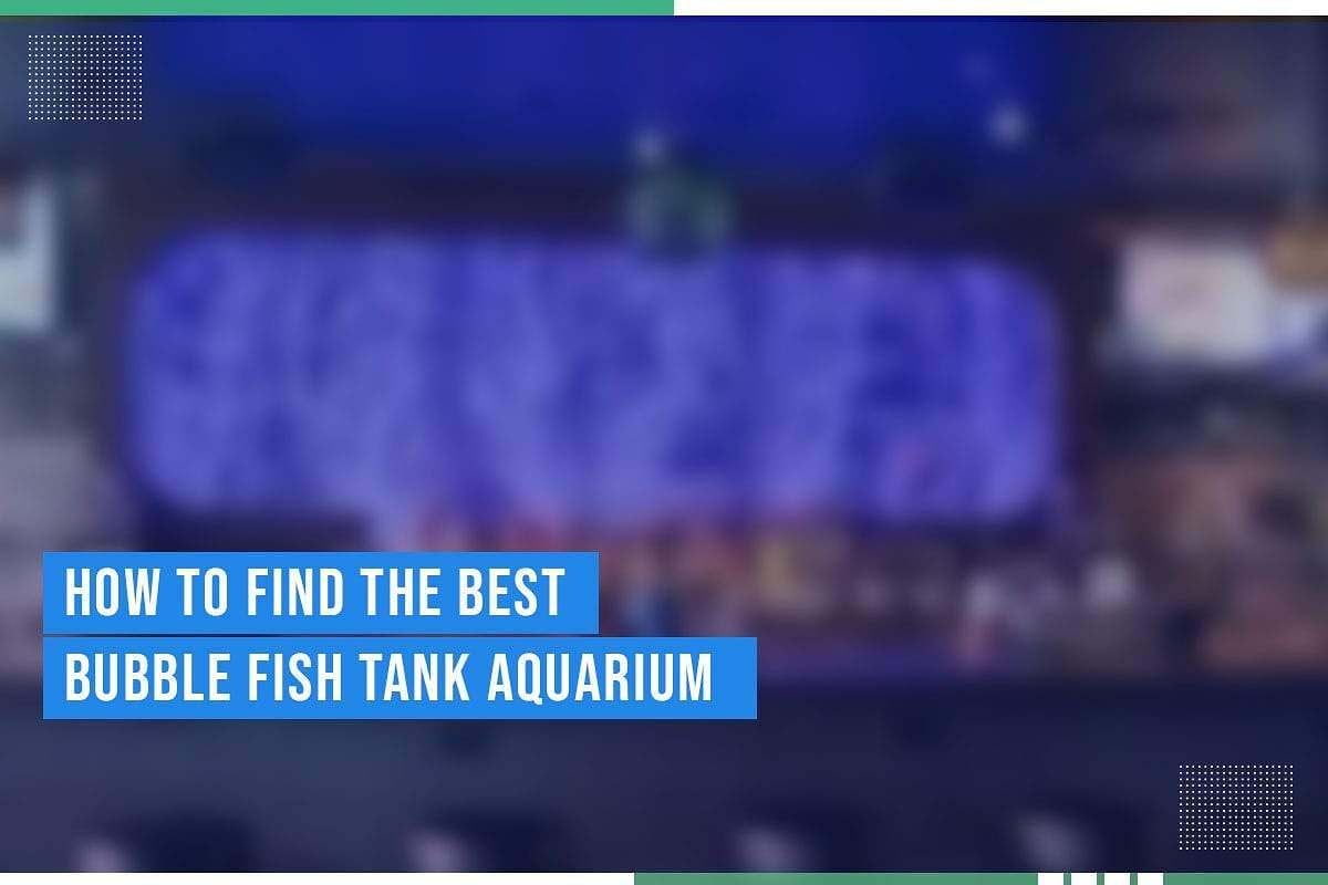 How To Find The Best Bubble Fish Tank Aquarium How To Find The Best Bubble Fish Tank Aquarium