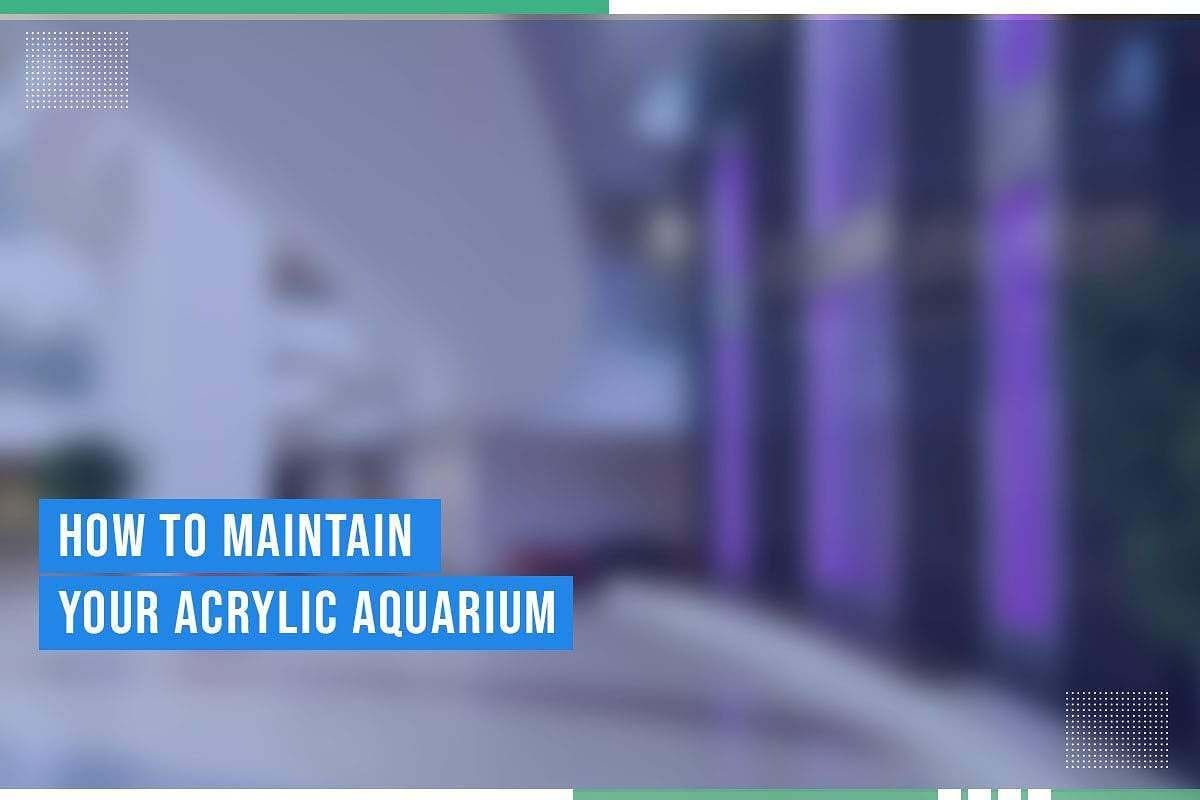 How To Maintain Your Acrylic Aquarium How To Maintain Your Acrylic Aquarium