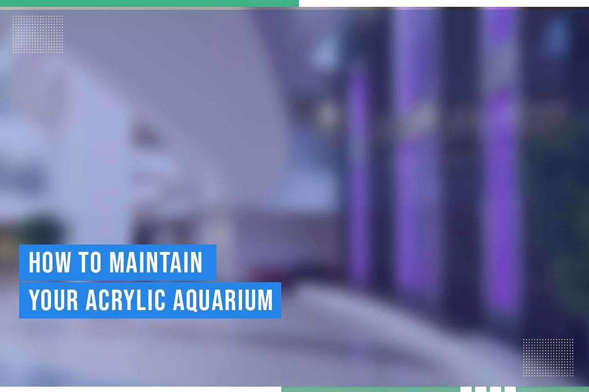 Acrylic aquarium maintenance guide with blurred background, featuring modern aquatic design elements, relevant to enhancing indoor water features.