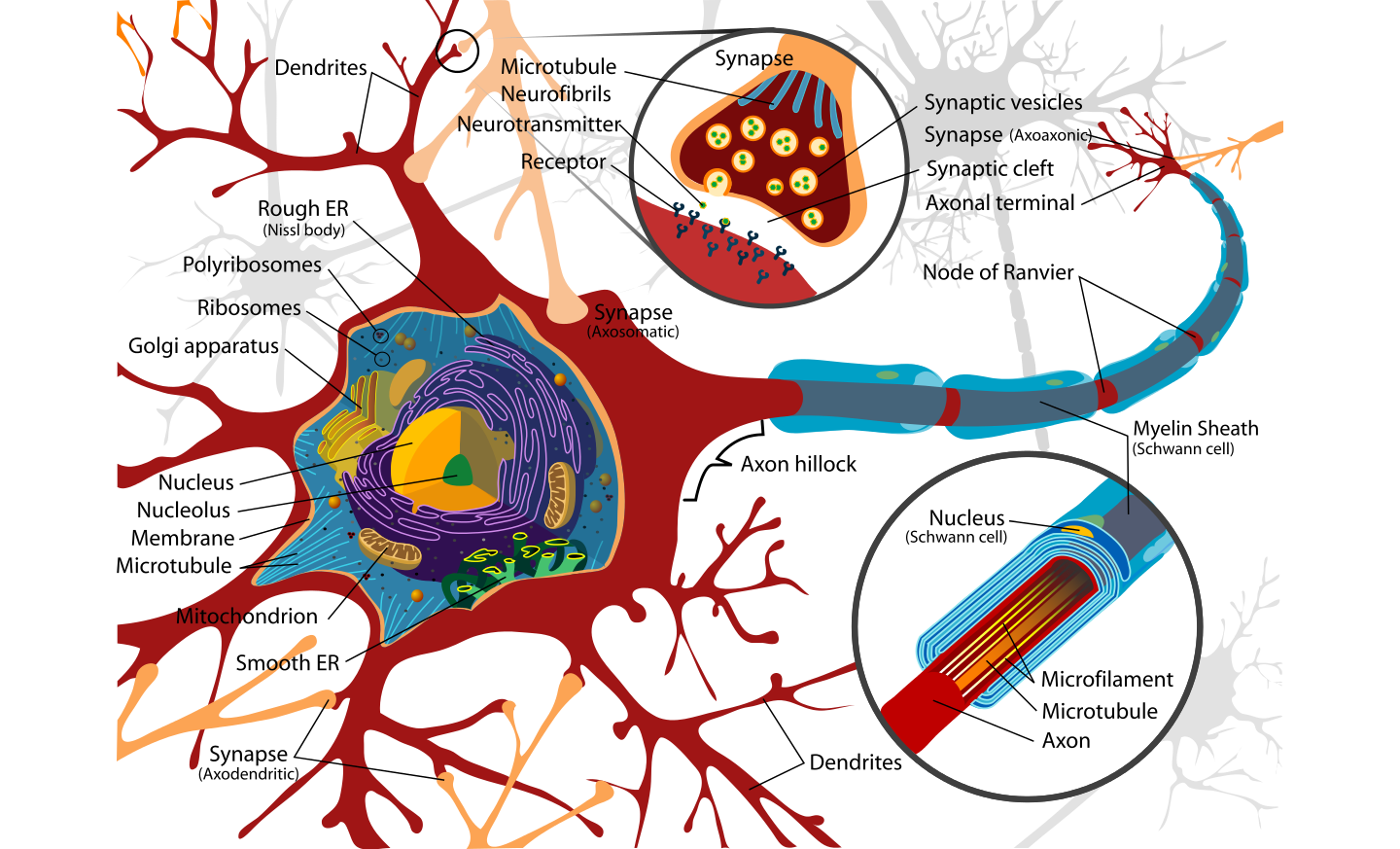 Complete_neuron_cell_diagram_en.svg img-1