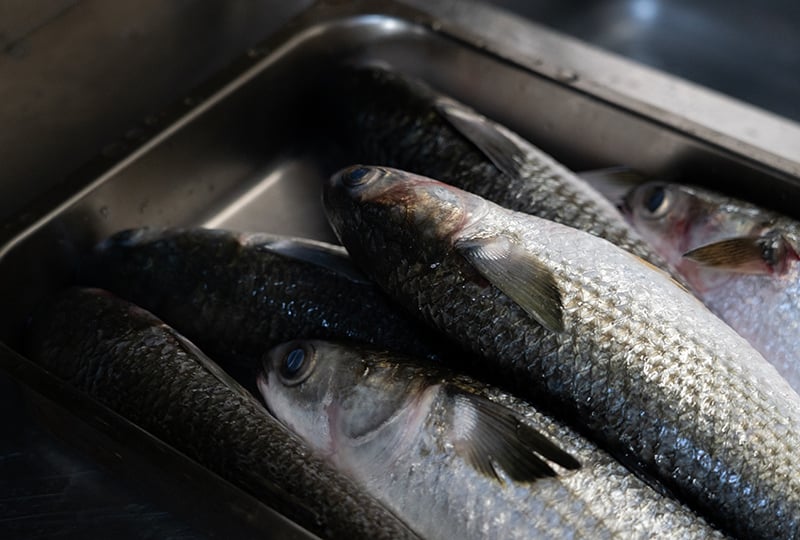 Selezione di pesce fresco per Sashimi e piatti cotti