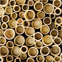 gina-bambokim-200x200 במבוק למרפסת בלוג  gina-bambokim-200x200 במבוק למרפסת