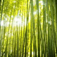 deshe_sinteti1-1-200x200 A.Z GERBI  deshe_sinteti1-1-200x200 A.Z GERBI