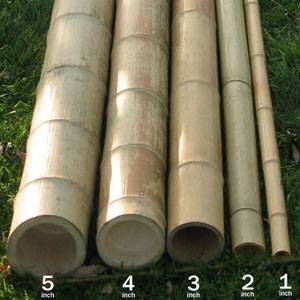 Bamboo-Poles-300sq-150x150 עצים איכותיים לכל פרוייקט שתבחרו מחסן עצים סוגי עצים עשה זאת בעצמך  Bamboo-Poles-300sq-150x150 עצים איכותיים לכל פרוייקט שתבחרו