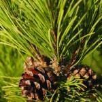 iStock_000004996614Small-150x150 תהליך בניית הפרגולה  iStock_000004996614Small-150x150 תהליך בניית הפרגולה