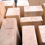 etz_gushani_3 עץ גושני  etz_gushani_3 עץ גושני