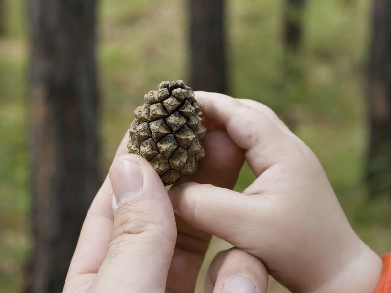 iStock_000004450380Large-300x225 סוגי עצים  iStock_000004450380Large-300x225 סוגי עצים