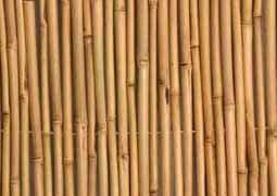 bamboo10L-1 גדרות במבוק לעיצוב הגינה במבוק גדרות מעץ חדשות מאמרים מאמרים בנושא פרגולות סנטף  bamboo10L-1 גדרות במבוק לעיצוב הגינה