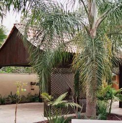 עץ-אורן-51-250x253 מחסן עצים בחצר – איכות של עץ בלוג מחסן עצים  עץ-אורן-51-250x253 מחסן עצים בחצר – איכות של עץ