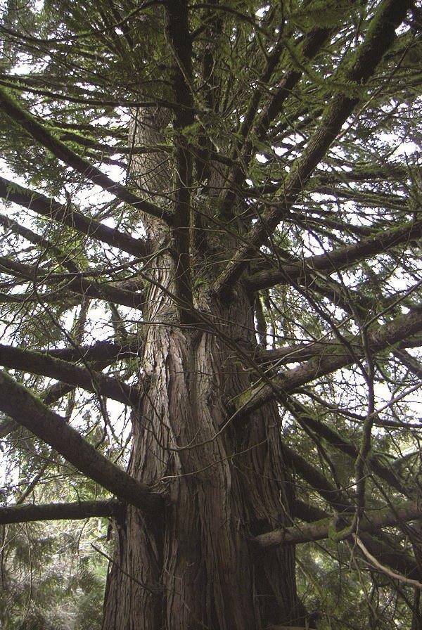 iStock_000000054407Small-200x300 עץ דאגלס פיר  iStock_000000054407Small-200x300 עץ דאגלס פיר