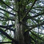 iStock_000000054407Small-150x150 תהליך בניית הפרגולה  iStock_000000054407Small-150x150 תהליך בניית הפרגולה