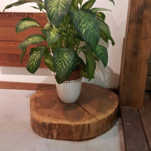 IMG-20150609-WA0013-150x150 עצים להגשמת פרויקט החלומות שלך בלוג מחסן עצים סוגי עצים IMG-20150609-WA0013-150x150 עצים להגשמת פרויקט החלומות שלך