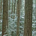 etz_hemlok_3 עץ המלוק  etz_hemlok_3 עץ המלוק