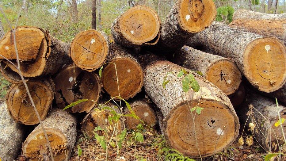 ipea_meula-300x168 מחסן עצים במרכז בלוג מחסן עצים  ipea_meula-300x168 מחסן עצים במרכז