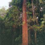 dek_ipe_2 עצים קשים – קונים רק אצל א.צ. ג'רבי!  dek_ipe_2 עצים קשים – קונים רק אצל א.צ. ג'רבי!