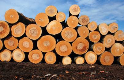 etsim_hemlok-300x192 סוגי עצים  etsim_hemlok-300x192 סוגי עצים