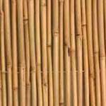 bamboo10L-1-150x150 במבוק מושחל לגינה בלוג במבוק מאמרים בנושא פרגולות  bamboo10L-1-150x150 במבוק מושחל לגינה