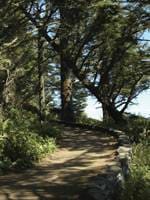 etz_gushani_2 עץ גושני  etz_gushani_2 עץ גושני