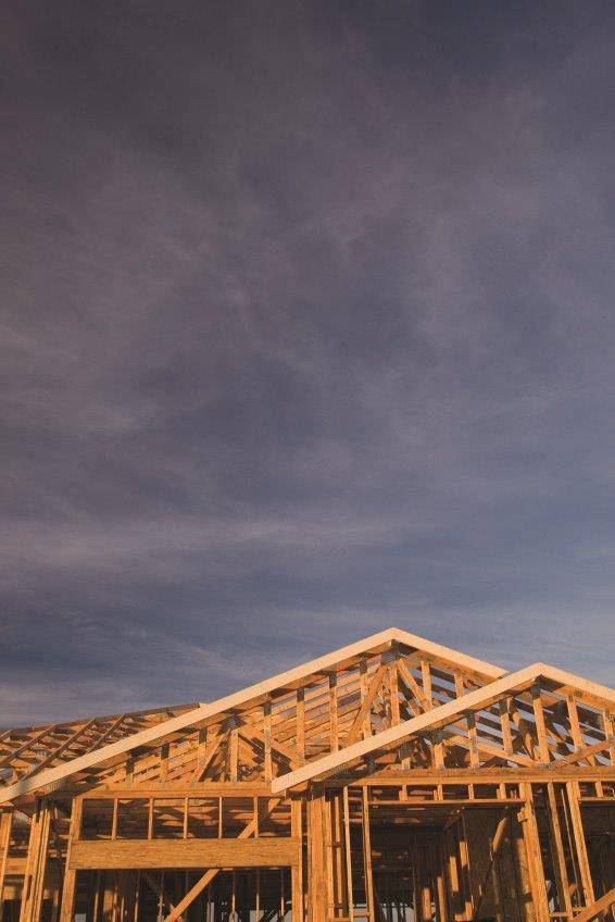 iStock_000005010489Small-200x300 עץ אורן  iStock_000005010489Small-200x300 עץ אורן