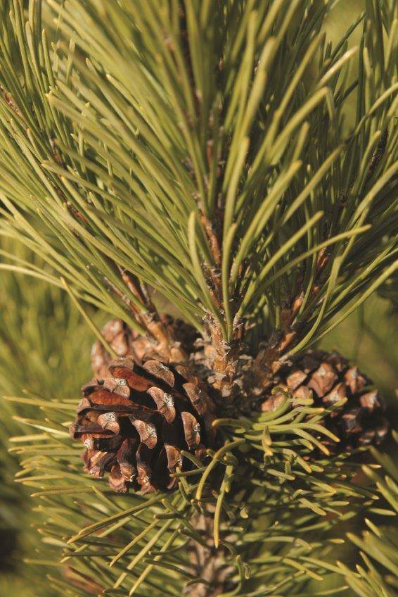 iStock_000004996614Small-200x300 עץ אורן  iStock_000004996614Small-200x300 עץ אורן