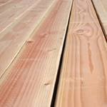 ets_duglas_fir_3 עץ דאגלס פיר  ets_duglas_fir_3 עץ דאגלס פיר