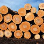 etz_hemlok_1 עץ המלוק  etz_hemlok_1 עץ המלוק