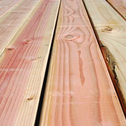 oren-250x250 תהליך יבוש העץ  oren-250x250 תהליך יבוש העץ