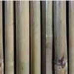 bamboo4L-150x150 במבוק מושחל לגינה בלוג במבוק מאמרים בנושא פרגולות  bamboo4L-150x150 במבוק מושחל לגינה