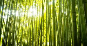 bambuk דקים קונים מהיבואן לצרכן  bambuk דקים קונים מהיבואן לצרכן