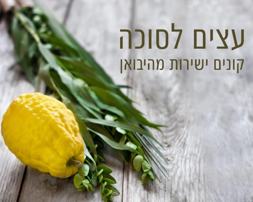 baner-1 פרגולות לסוכות baner-1 פרגולות לסוכות