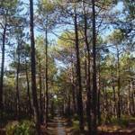 etz_lavan_2-150x150 עצים קשים – קונים רק אצל א.צ. ג'רבי!  etz_lavan_2-150x150 עצים קשים – קונים רק אצל א.צ. ג'רבי!