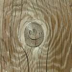 etz_hemlok_2 עץ המלוק  etz_hemlok_2 עץ המלוק