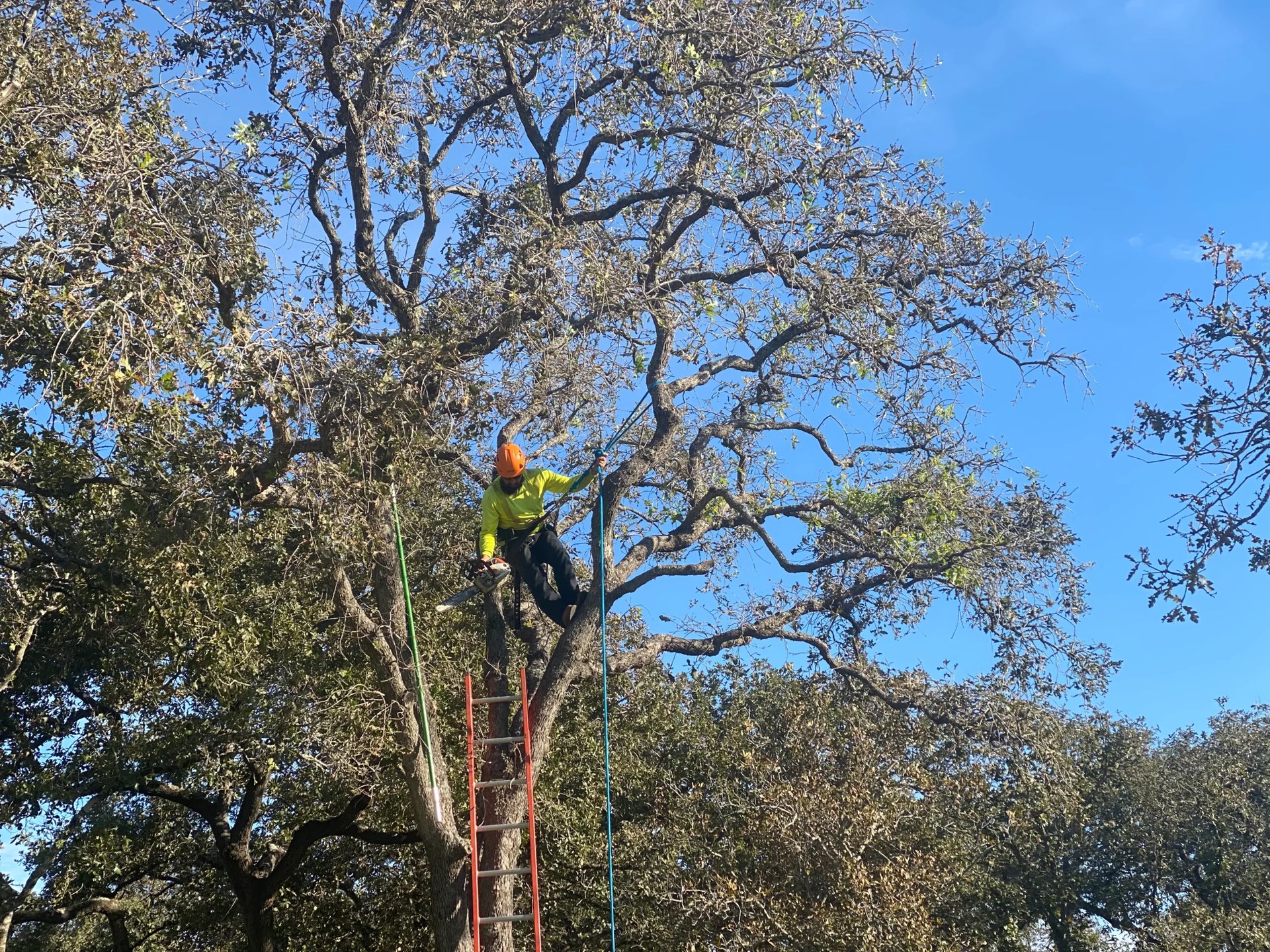 Tree Trimming -  img-2