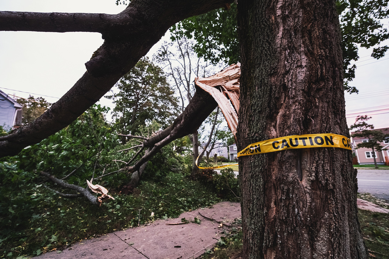 Emergency Tree Service -  img-4