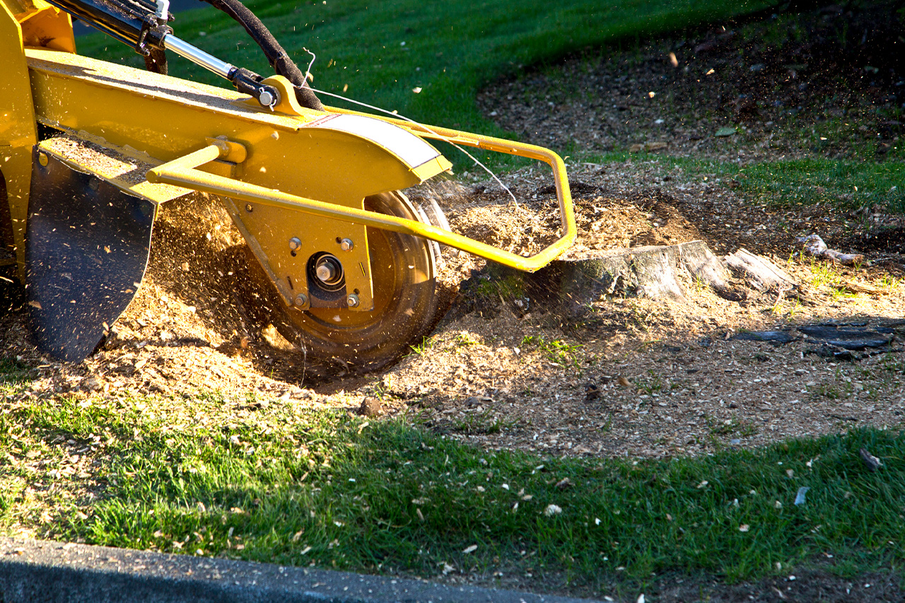 Strump Grinding and Removal -  img-5