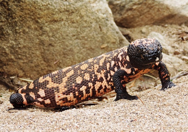 gila-monster gila monster, gila monster