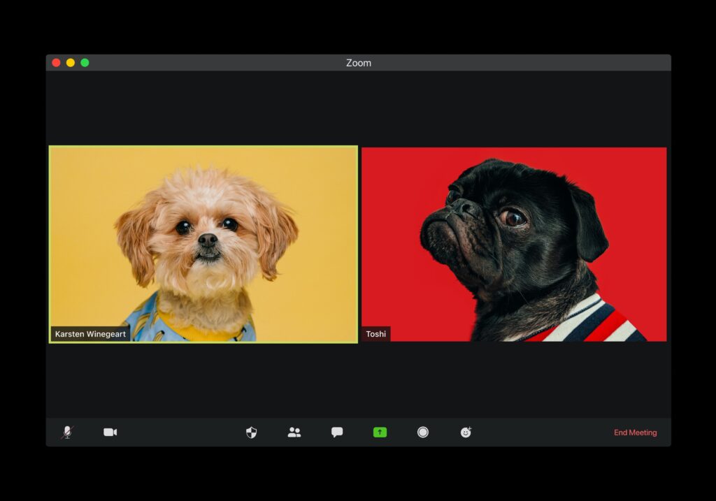 chiens en reunion