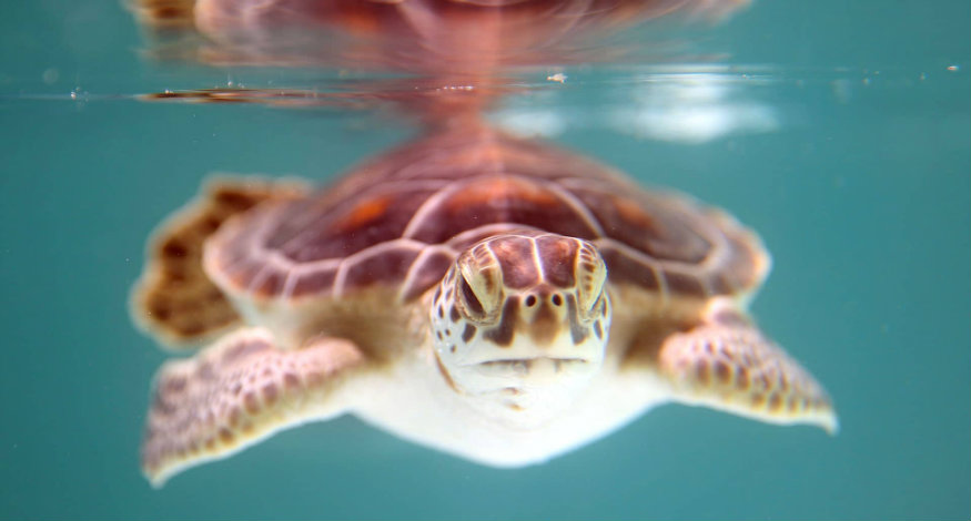 HotelXcaret and Marine Turtle Conservation Program